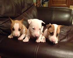 All puppies are healthy and vet checked. Authentic Miniature English Bull Terriers For Sale Skegness Lincolnshire Pets4homes