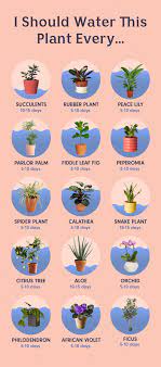 How many times a day should you water your garden. How Often To Water Houseplants How To Water Plants