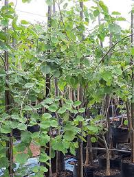 Image result for Pterocarpus rotundifolius