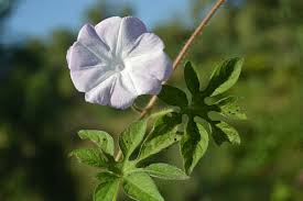 Image result for Ipomoea pes-tigridis