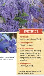 Image result for Petrea volubilis