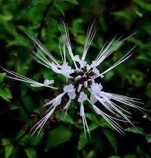 Ahakss, btw byk juga khasiat teh misai kucing ni kan. Kebun Mini Khasiat Daun Misai Kucing A Daun Misai Kucing Digunakan Bersama Hempedu Bumi Bagi Melawaskan Pembuangan Air Kecil Rawatan Batu Ginjal Reumatisme Sakit Pinggang Radang Ginjal Masuk Angin Kencing Manis