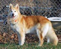 pin by lisa inserra on maminals friendly dog breeds designer dogs breeds dog breeds
