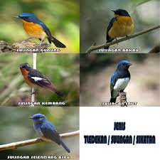 Perbedaan burung decu betina dan jantan. 5 Jenis Tledekan Sulingan Ciri Fisik Warna Habitat Dan Gambarnya Hewan Id
