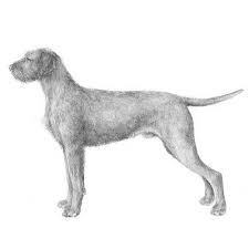 The wirehaired vizsla is a sensible and docile dog, responding well to training, being sensitive to correction. Wirehaired Vizsla Dog Breed Information