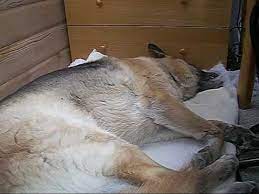 Dexter The German Shepherd Is Howling In His Sleep Youtube