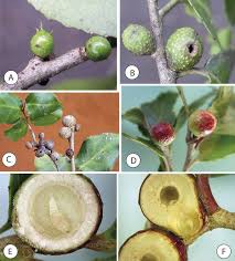 Image result for Scolopia mundii