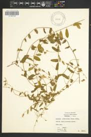 Image result for Bonamia mossambicensis