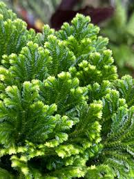 Image result for Selaginella tenerrima