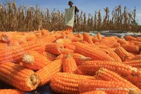 We did not find results for: Harga Jagung Naik Klaim Surplus Jagung Tak Sesuai Fakta
