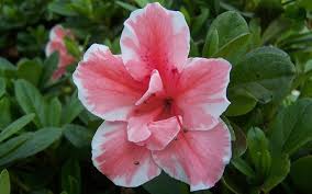 Autumn Sunburst Encore Azalea Azaleas Shrubs Garden Shrubs