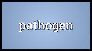 Pathogen Meaning Youtube
