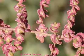 Image result for Atriplex halimus