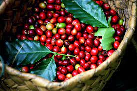 Giá cà phê hôm nay 27/2: Thế giới trái chiều, trong nước dưới 41.000  đồng/kg - Báo Kinh tế đô thị
