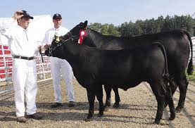 The angus is naturally polled and solid black or red, though the udder may be white. Schweizer Anguszuchter Mitglied Bei Der Aberdeen Angus Cattle Society Swissangus Schwarzedelzart