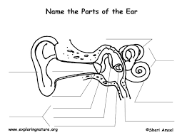 Hasn't really affected consoles that you plug into your tv/monitor. Blank Diagrams Of Inner Ear Psc Motor Wiring Diagrams Begeboy Wiring Diagram Source