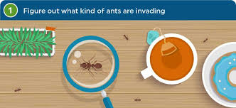 Most ant species seem to exist just to annoy us. How To Get Rid Of Ants Clearfirst Pest Control
