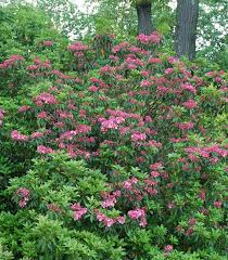 Image result for Hilleria latifolia