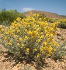 Image result for Adenocarpus