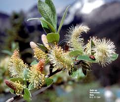 Image result for Salicaceae