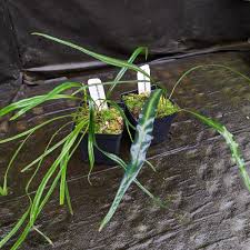 Image result for Elaphoglossum