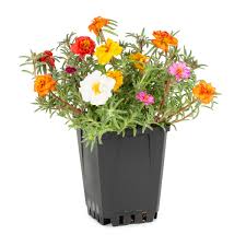 Image result for Portulaca centrali-africana