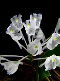 Image result for Podangis dactyloceras