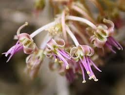 Image result for Ledebouria luteola