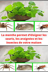 La Menthe Permet D Eloigner Les Souris Les Araignees Et En 2020 Menthe Insectes Araignee