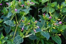 Learn How To Grow Four O Clocks Gardener S Path Plants Four O Clock Moon Garden