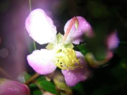 Image result for Dichaetanthera