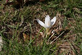 Fondo bianco naturale, fiorellini bianchi. Fiori Bianchi Sottobosco