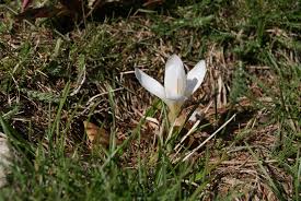 Un'altra delle piccole perle a un chilometro da casa. Fiori Bianchi Sottobosco