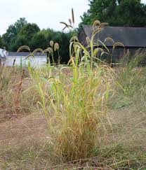 Image result for Setaria grandis