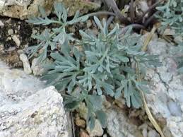 Image result for Ranunculus volkensii