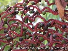 Image result for Pteronia acuminata