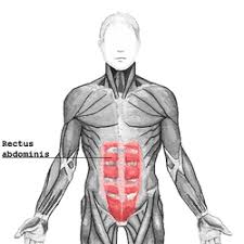 Proper anatomical name for muscles around rib cage : Rectus Abdominis Muscle Wikipedia