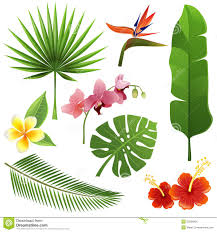 Pin De Anthony Lr En Flores Flores Tropicales Flores Hawaianas Ilustracion Planta
