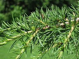 Cedrus libani, the cedar of lebanon or lebanese cedar, is a species of tree in the pine family pinaceae, native to the mountains of the eastern mediterranean basin. Cedrus Libani Wikiwand