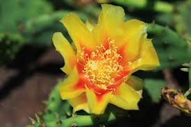 An east or west window is perfect. Cactus Blossom Bloom Cactus Blossom Africa Plant Yellow Orange Red Green Pxfuel