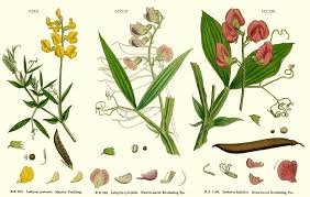 Image result for Zornia pratensis