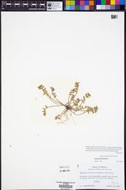 Image result for Euphorbia ophthalmica