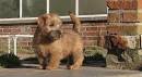 Norfolk Terriers - About Us