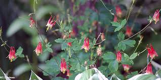 Maybe you would like to learn more about one of these? Red Columbine Wild Columbine Aquilegia Canadensis