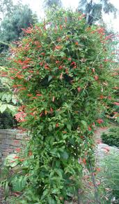 Image result for Manettia