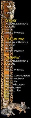 My havana brown was 12.5. Savannah Cat Faq
