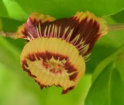 Image result for Napoleonaea