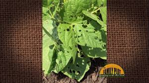 Maybe you would like to learn more about one of these? Q A What Is Eating Holes In My Green Bean Leaves Youtube