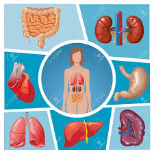 Like all insects, the outside of their body is covered with a hard armour this is called the exoskeleton. Cartoon Human Body Parts Composition With Lungs Kidneys Stomach Spleen Liver Heart Intestine Isolated Vector Illustration Royalty Free Cliparts Vectors And Stock Illustration Image 126801011