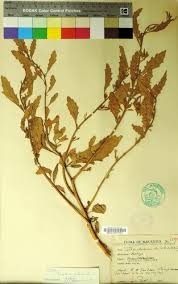 Image result for Dysphania procera